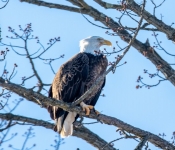 2023 02 11 RedwingEagles 003